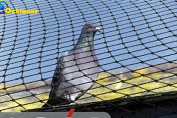  Siatki przeciw ptakom do zabezpieczenia budynków i architektury 
